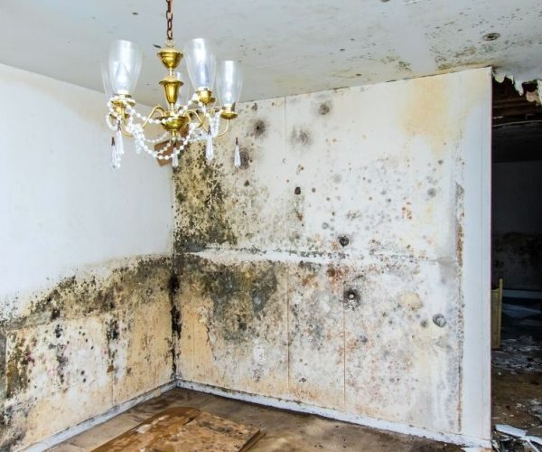 Mold Remediation​
